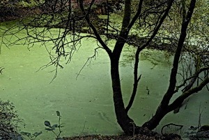 DSCN1199 (2)